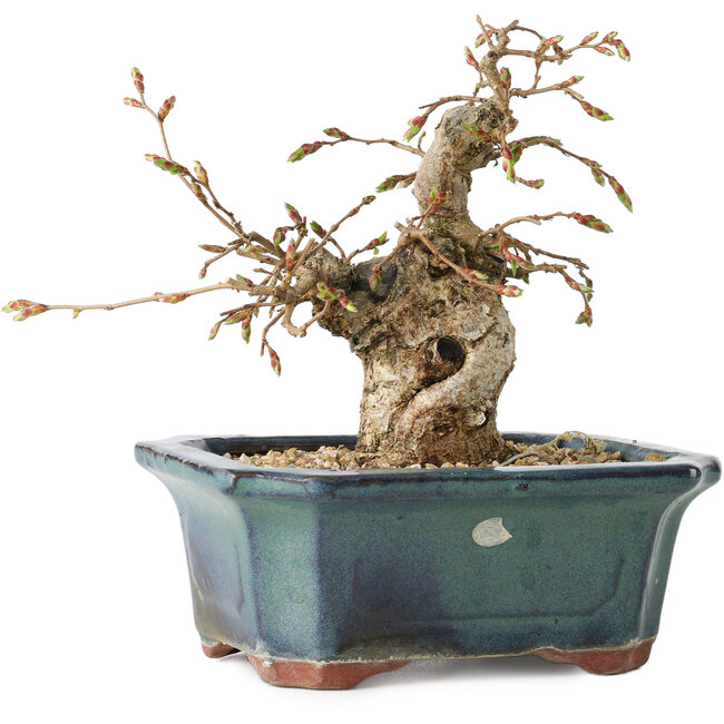 Carpinus coreana, 14 cm, ± 25 anni