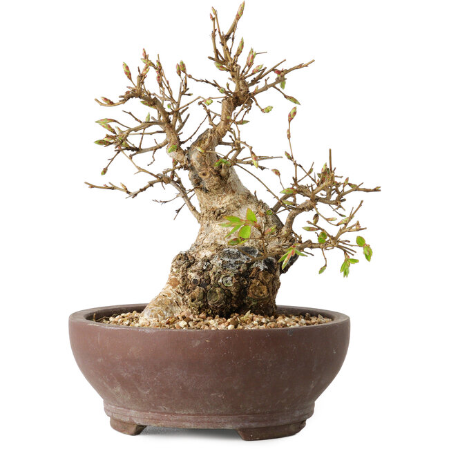 Carpinus coreana, 15 cm, ± 25 ans