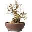 Carpinus coreana, 15 cm, ± 25 Jahre alt