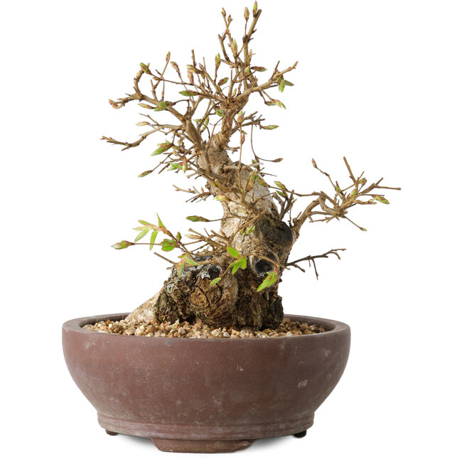 Carpinus coreana, 15 cm, ± 25 Jahre alt