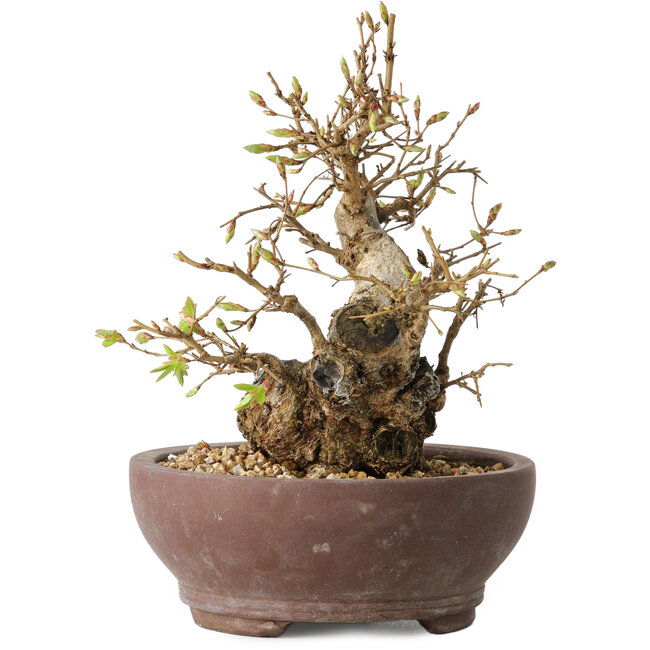 Carpinus coreana, 15 cm, ± 25 ans