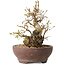 Carpinus coreana, 15 cm, ± 25 Jahre alt