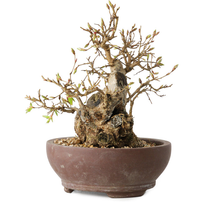 Carpinus coreana, 15 cm, ± 25 ans