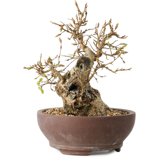 Carpinus coreana, 15 cm, ± 25 jaar oud