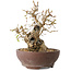 Carpinus coreana, 15 cm, ± 25 Jahre alt