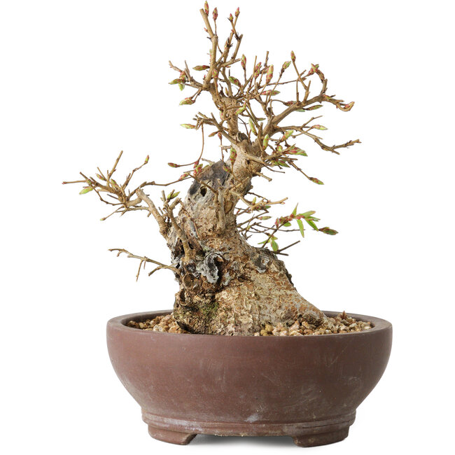 Carpinus coreana, 15 cm, ± 25 ans