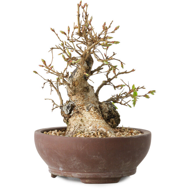 Carpinus coreana, 15 cm, ± 25 years old
