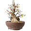 Carpinus coreana, 15 cm, ± 25 anni