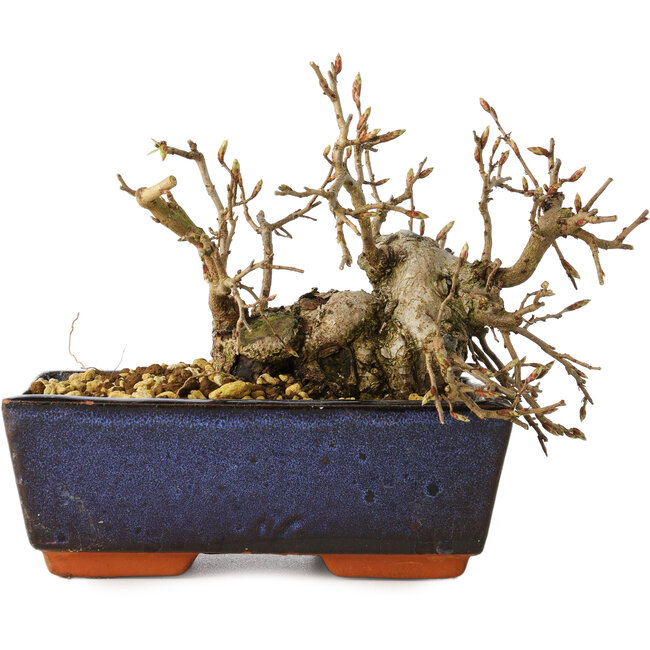 Carpinus coreana, 13 cm, ± 25 jaar oud