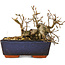 Carpinus coreana, 13 cm, ± 25 jaar oud