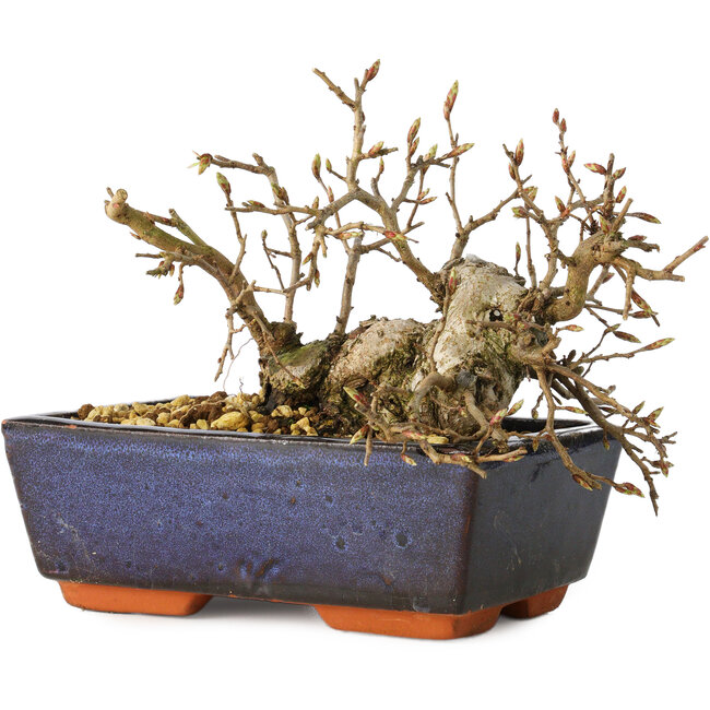 Carpinus coreana, 13 cm, ± 25 jaar oud