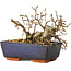 Carpinus coreana, 13 cm, ± 25 jaar oud