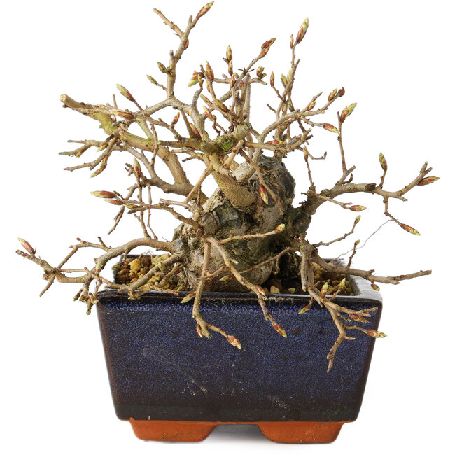 Carpinus coreana, 13 cm, ± 25 Jahre alt