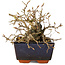 Carpinus coreana, 13 cm, ± 25 Jahre alt