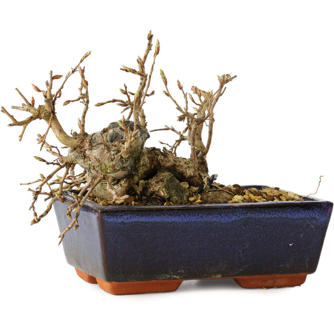 Carpinus coreana, 13 cm, ± 25 ans