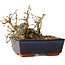Carpinus coreana, 13 cm, ± 25 jaar oud