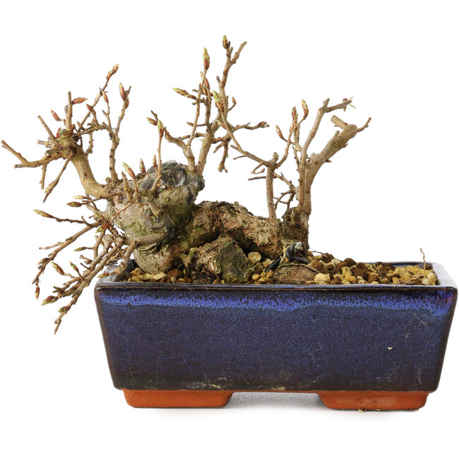 Carpinus coreana, 13 cm, ± 25 years old