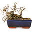 Carpinus coreana, 13 cm, ± 25 Jahre alt