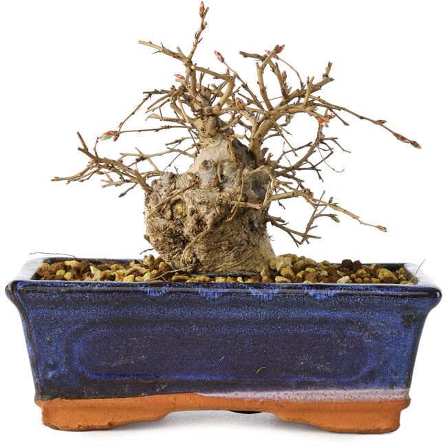Carpinus coreana, 11 cm, ± 25 jaar oud