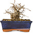 Carpinus coreana, 11 cm, ± 25 jaar oud