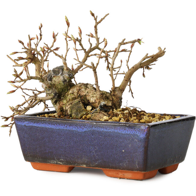 Carpinus coreana, 13 cm, ± 25 años