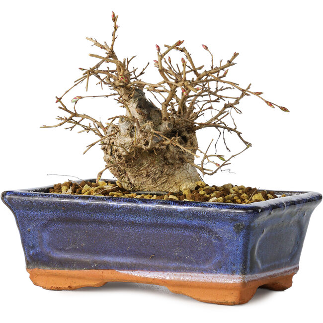 Carpinus coreana, 11 cm, ± 25 anni