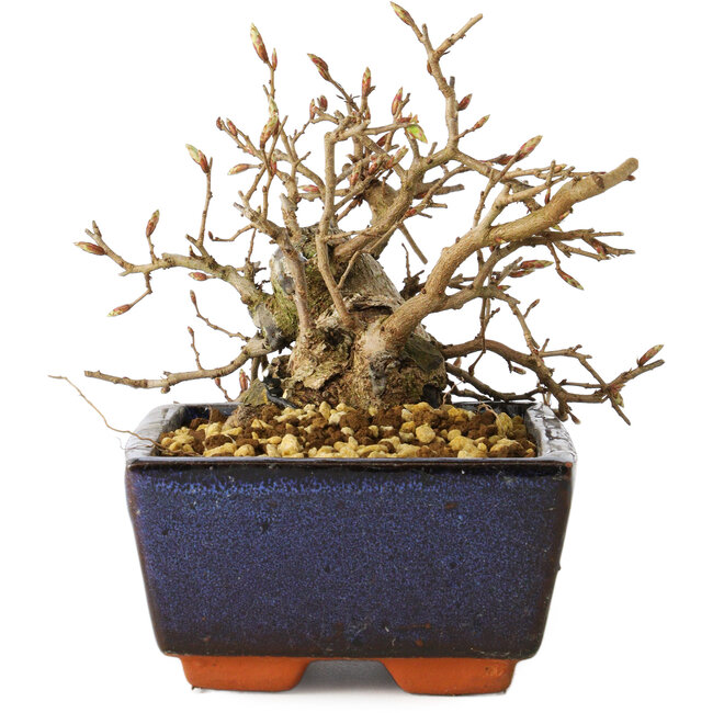 Carpinus coreana, 13 cm, ± 25 ans