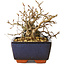 Carpinus coreana, 13 cm, ± 25 jaar oud