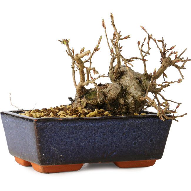 Carpinus coreana, 13 cm, ± 25 años