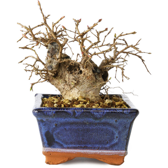 Carpinus coreana, 11 cm, ± 25 Jahre alt
