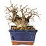 Carpinus coreana, 11 cm, ± 25 jaar oud