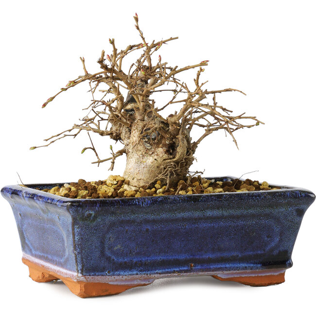 Carpinus coreana, 11 cm, ± 25 Jahre alt