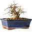 Carpinus coreana, 11 cm, ± 25 jaar oud