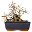 Carpinus coreana, 11 cm, ± 25 jaar oud
