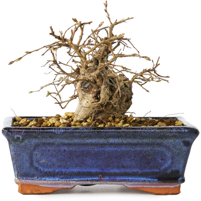 Carpinus coreana, 11 cm, ± 25 ans