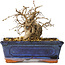 Carpinus coreana, 11 cm, ± 25 jaar oud