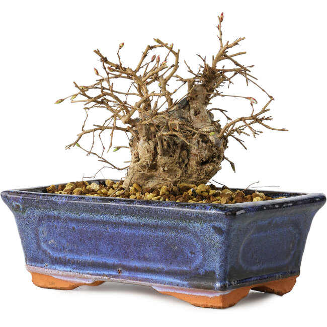 Carpinus coreana, 11 cm, ± 25 ans