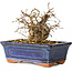 Carpinus coreana, 11 cm, ± 25 jaar oud