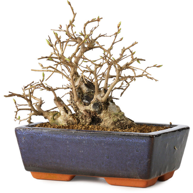 Carpinus coreana, 11 cm, ± 25 years old