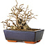 Carpinus coreana, 11 cm, ± 25 jaar oud