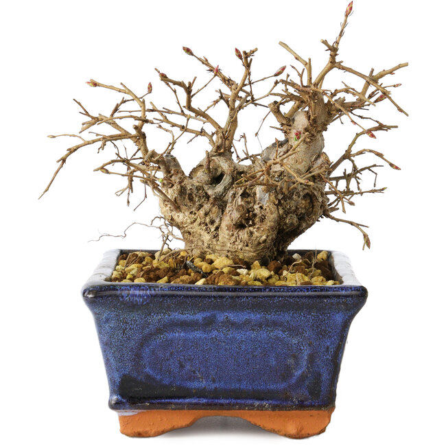 Carpinus coreana, 11 cm, ± 25 años