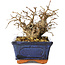 Carpinus coreana, 11 cm, ± 25 jaar oud