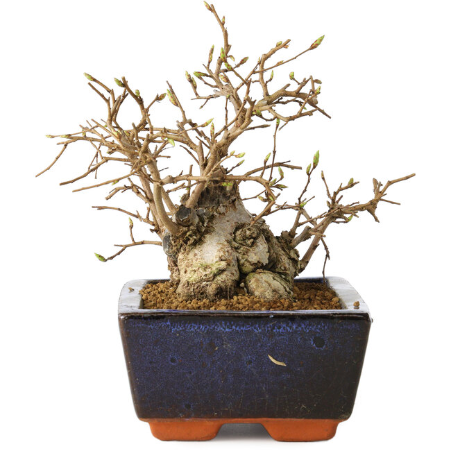 Carpinus coreana, 11 cm, ± 25 jaar oud