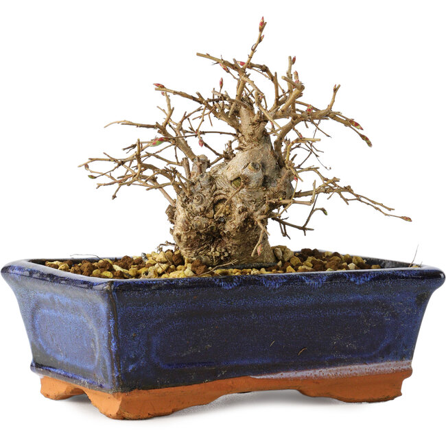 Carpinus coreana, 11 cm, ± 25 years old