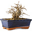 Carpinus coreana, 11 cm, ± 25 jaar oud