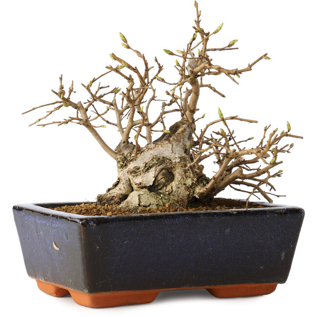 Carpinus coreana, 11 cm, ± 25 jaar oud