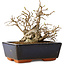Carpinus coreana, 11 cm, ± 25 jaar oud