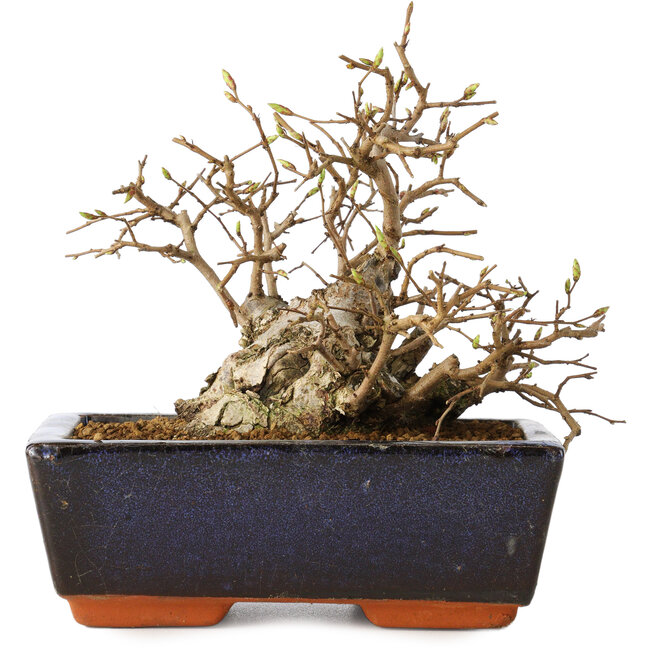 Carpinus coreana, 11 cm, ± 25 ans