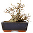 Carpinus coreana, 11 cm, ± 25 jaar oud