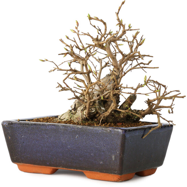 Carpinus coreana, 11 cm, ± 25 years old